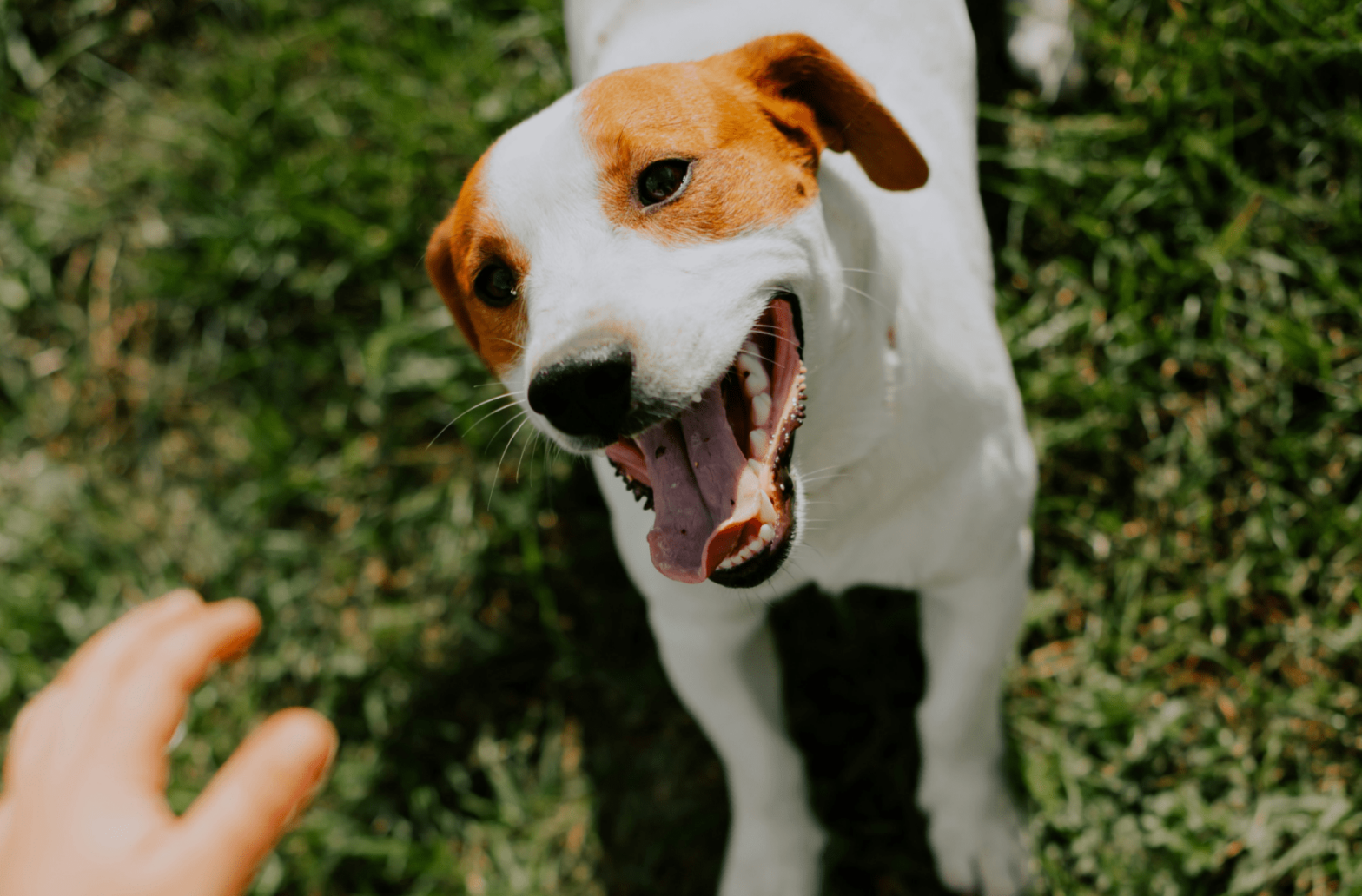 Новый кинологический парк открылся в районе Царицыно