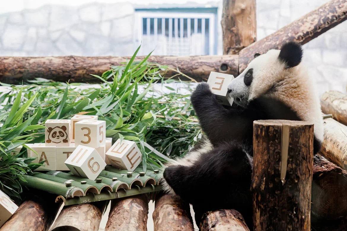 Студенты сделали подарок панде из Московского зоопарка