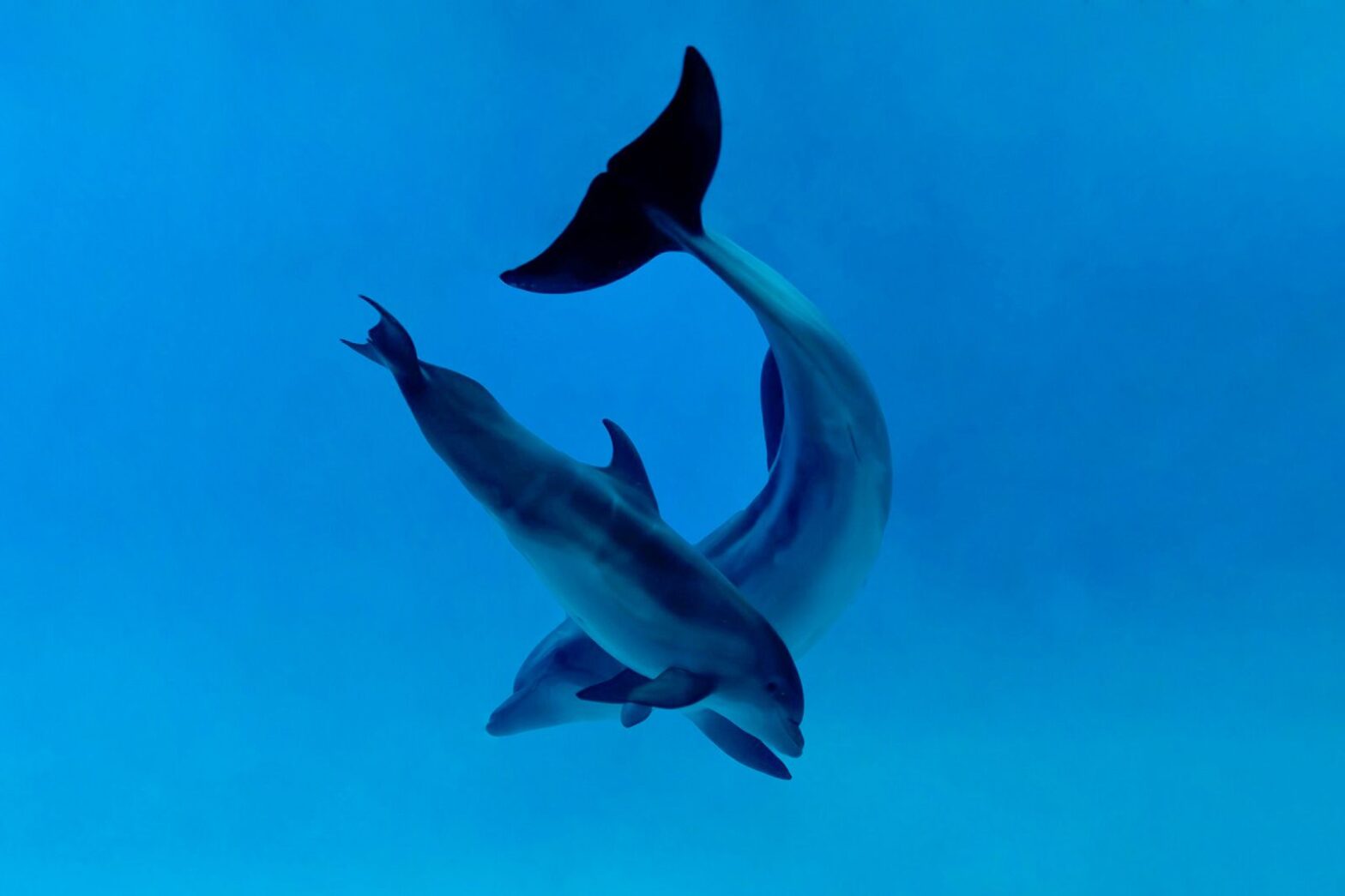 У нового дельфиненка в «Москвариуме» появилось имя