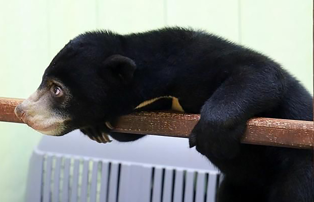 В Московский зоопарк привезли малайского медвежонка