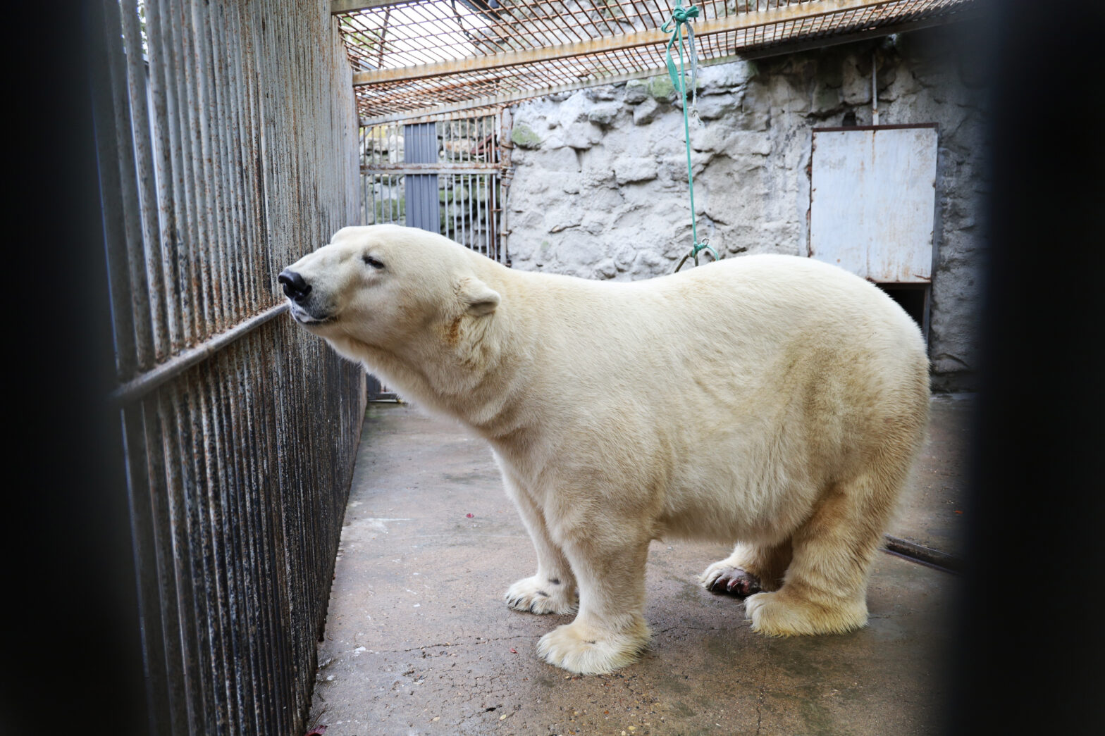 В Московский зоопарк прибыл белый медведь