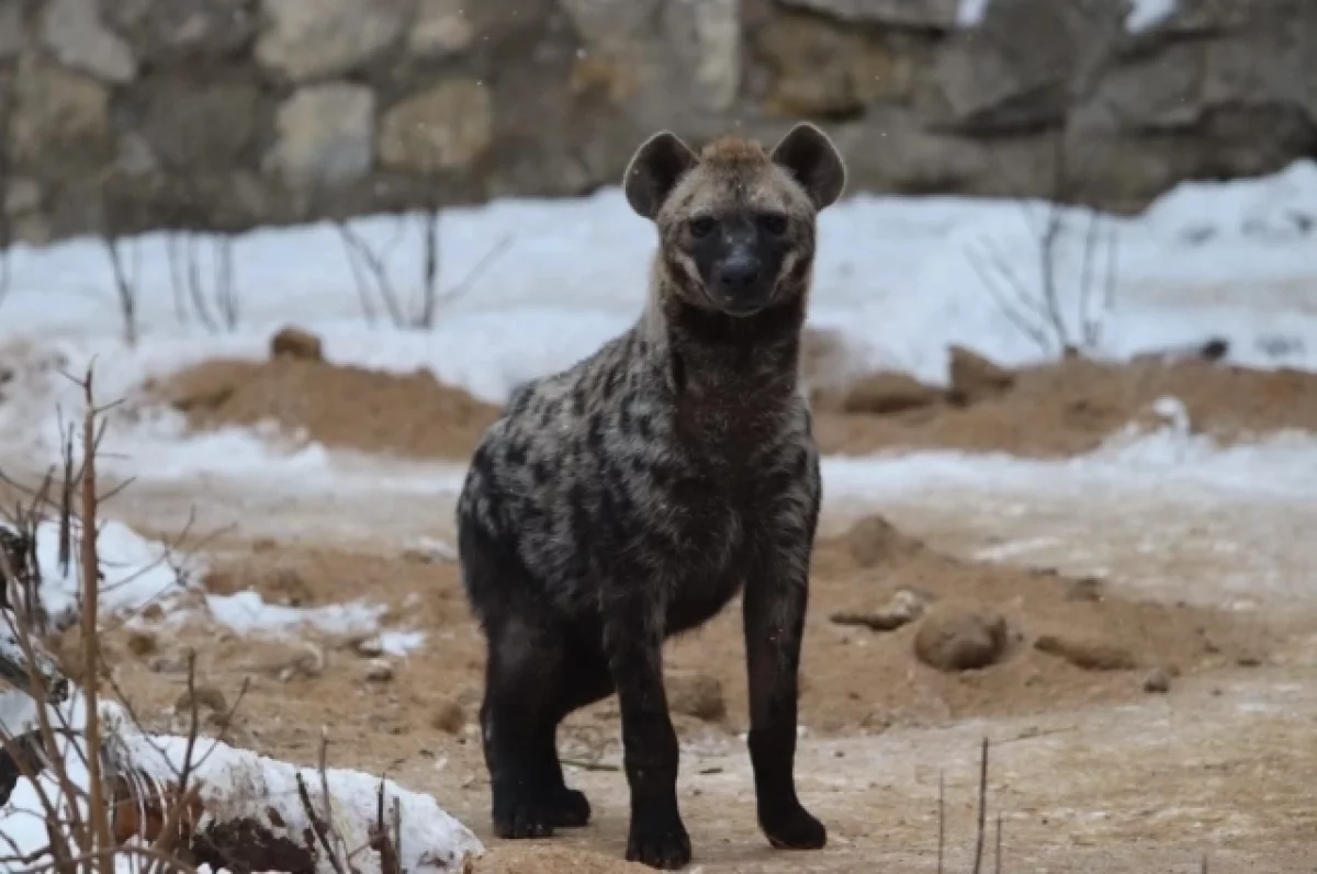 В Московском зоопарке поселились три пятнистые гиены