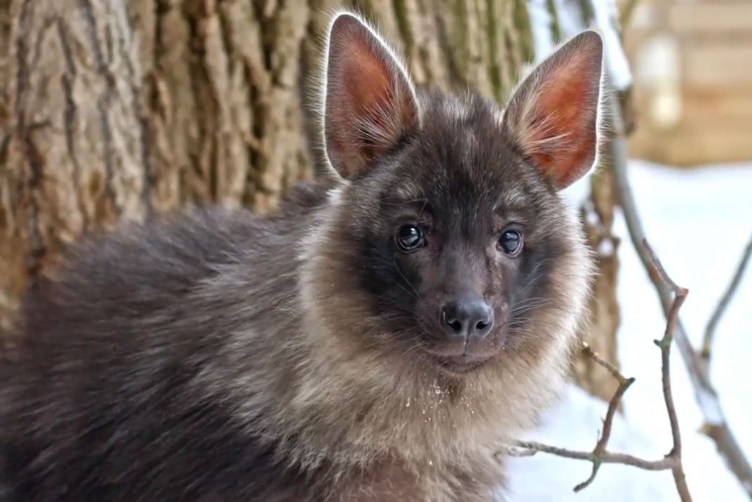 Москвичи выбрали имя для детеныша бурой гиены из Московского зоопарка