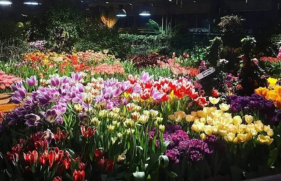 В «Аптекарском огороде» весна начнется в феврале