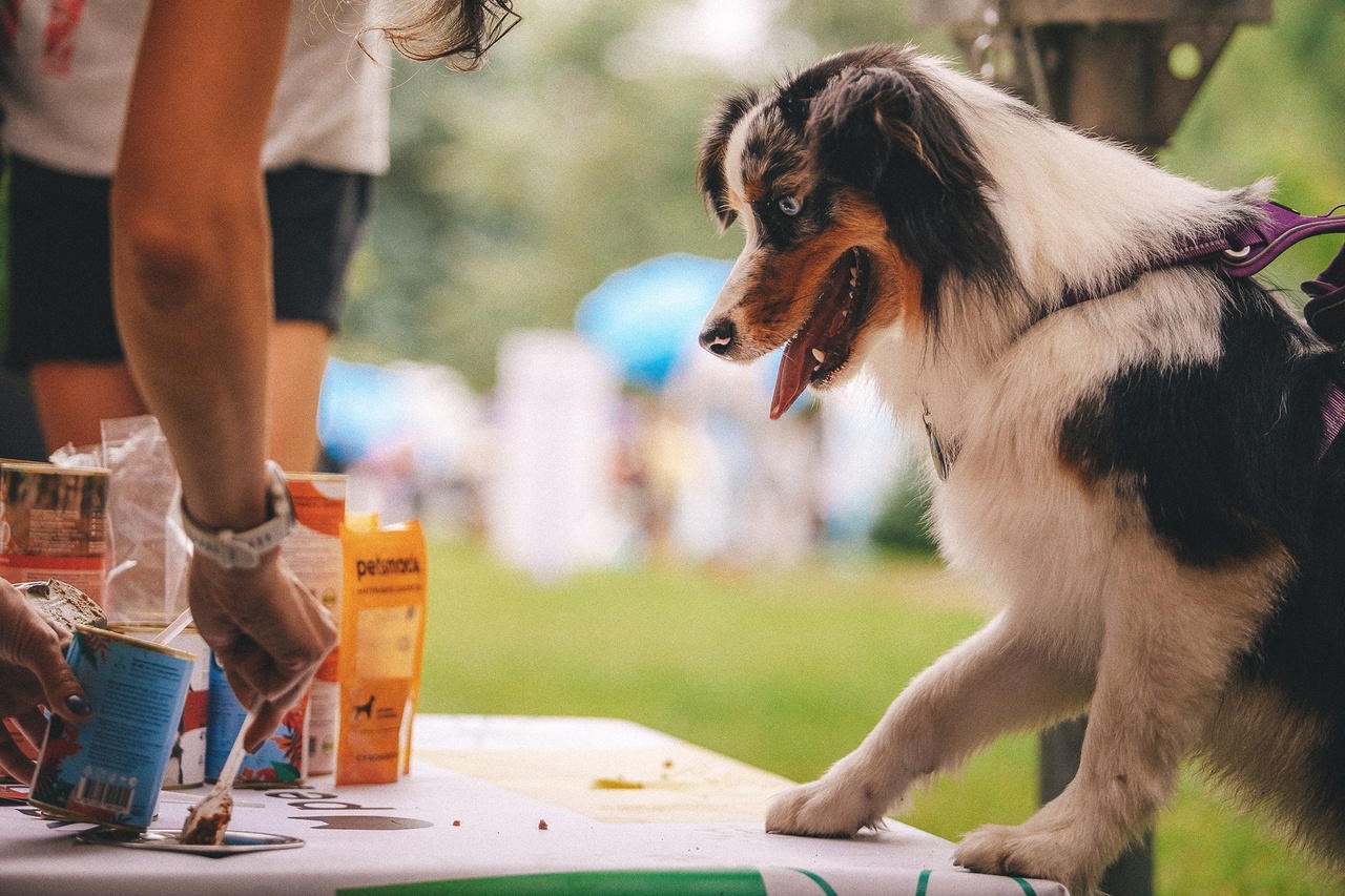 12 и 13 июля пройдет фестиваль Petshop Days