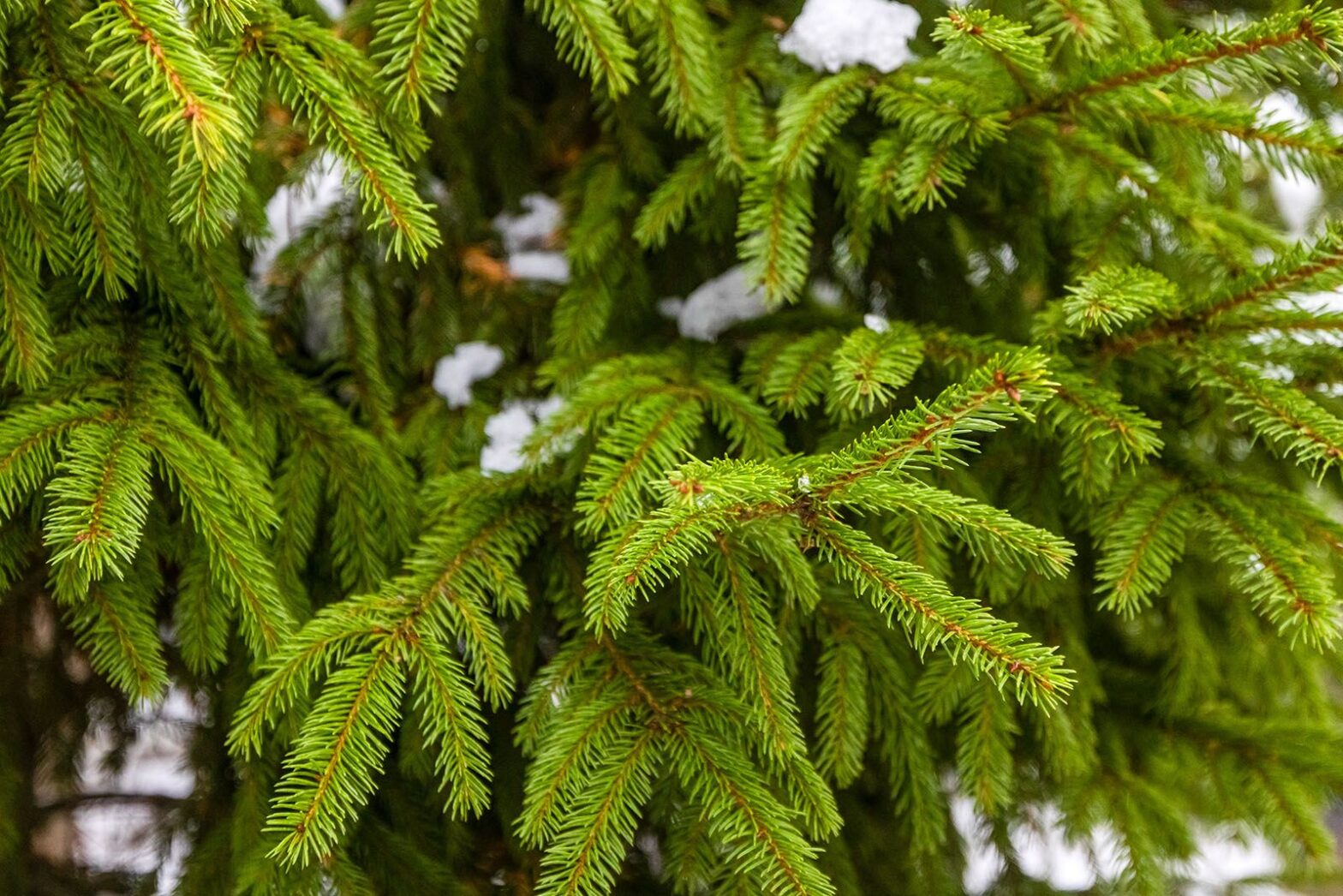 В Москве проведут масштабное озеленение