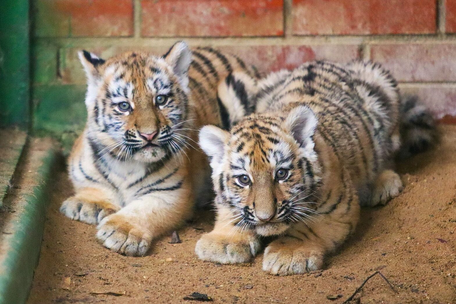 В Московском зоопарке родились два амурских тигренка