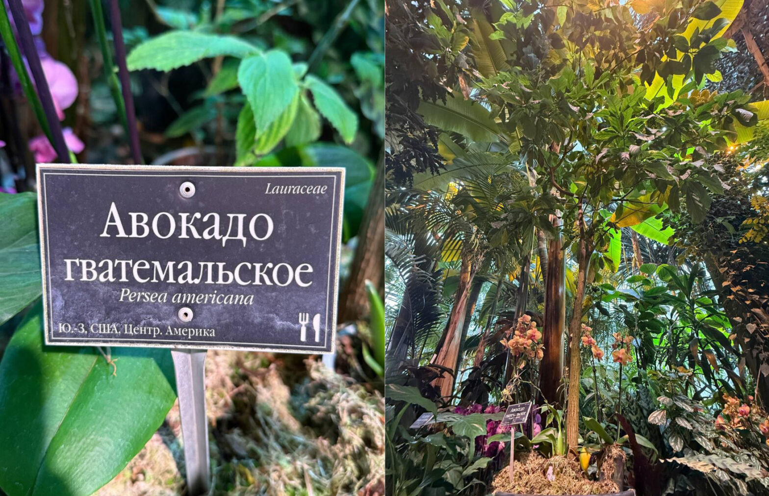 В «Аптекарском огороде» зацвело авокадо