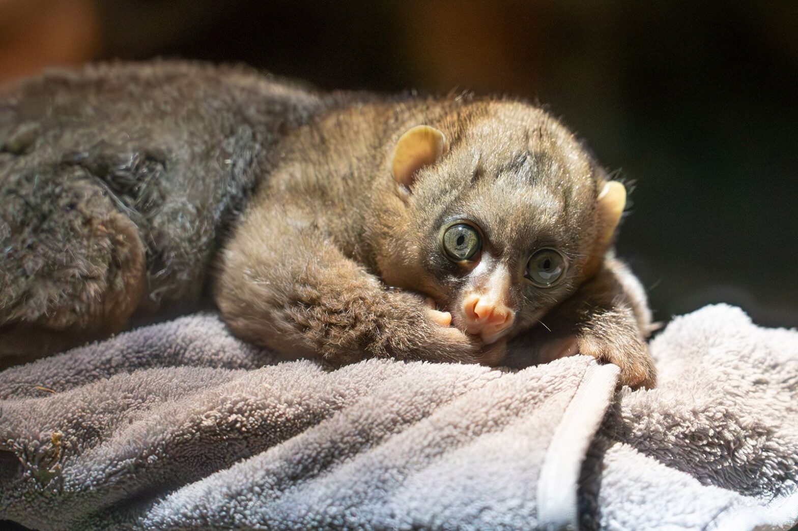 В Московском зоопарке родился детеныш потто