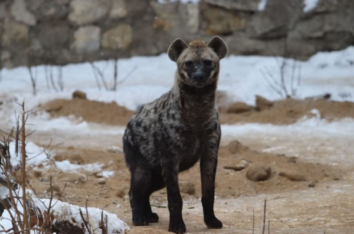 В Московском зоопарке поселилась пятнистая генетта