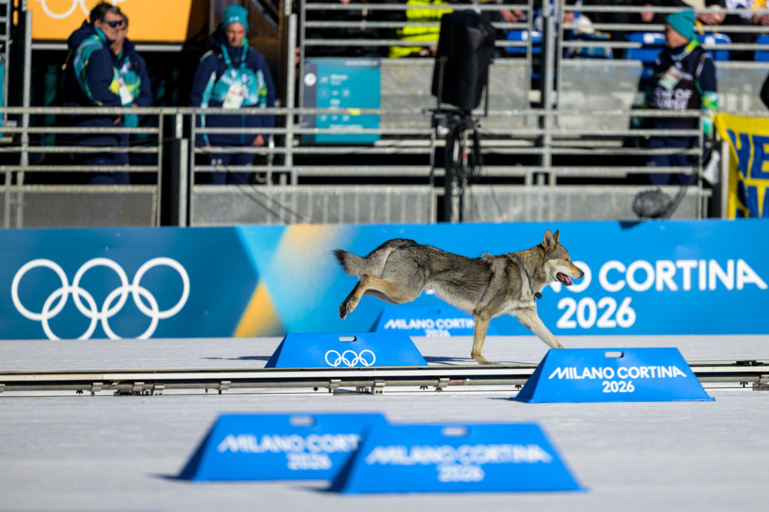 Фото недели: собачий фотофиниш на Олимпиаде