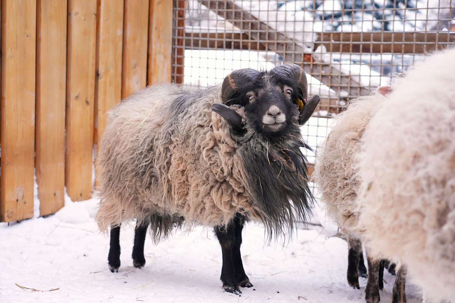 В Московском зоопарке поселился барашек