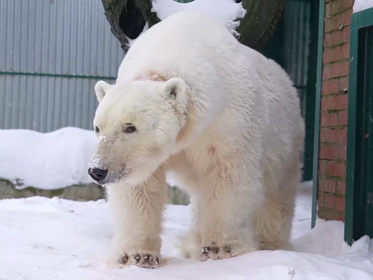 В Московском зоопарке адаптируется новая белая медведица