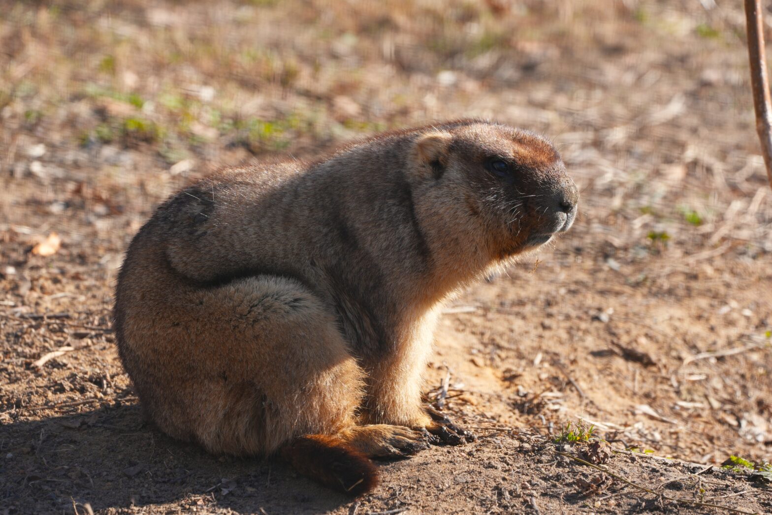 В Московском зоопарке проснулись сурки