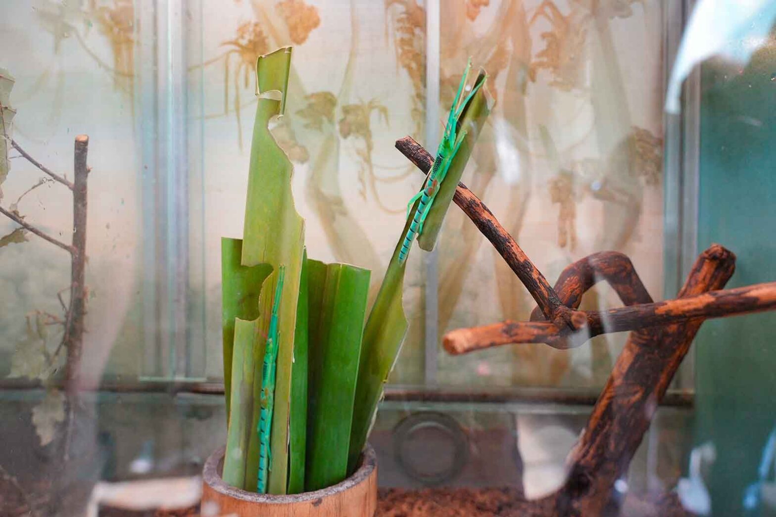 В Московском зоопарке поселились мятные палочники