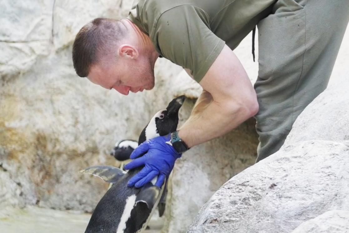 В Московском зоопарке появились шесть пингвинов Гумбольдта